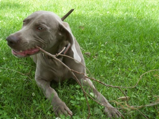 Rene with a branch