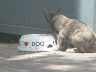 a-cat-eating.jpg