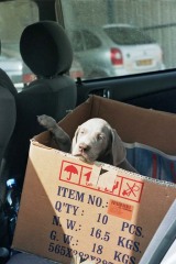 In the car on the way to her new home